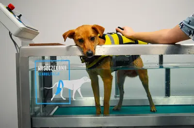 Wyszczekana Rehabilitacja